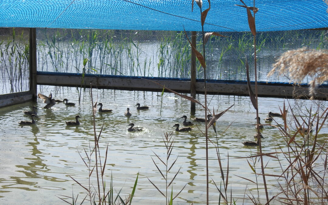 A total of 740 captive-bred individuals will be released in wetlands to reinforce the populations of the most threatened duck in Europe