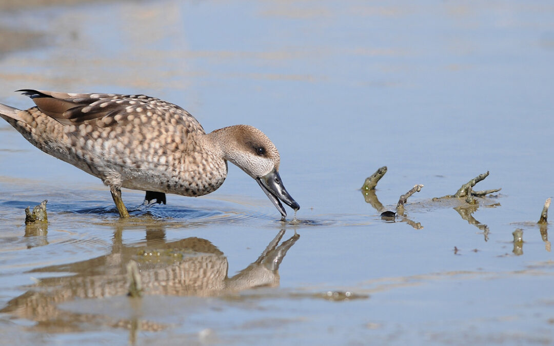 La cerceta pardilla cría en libertad en zonas húmedas del Estuario del Tajo, Sicilia y Ciudad Real por primera vez en décadas