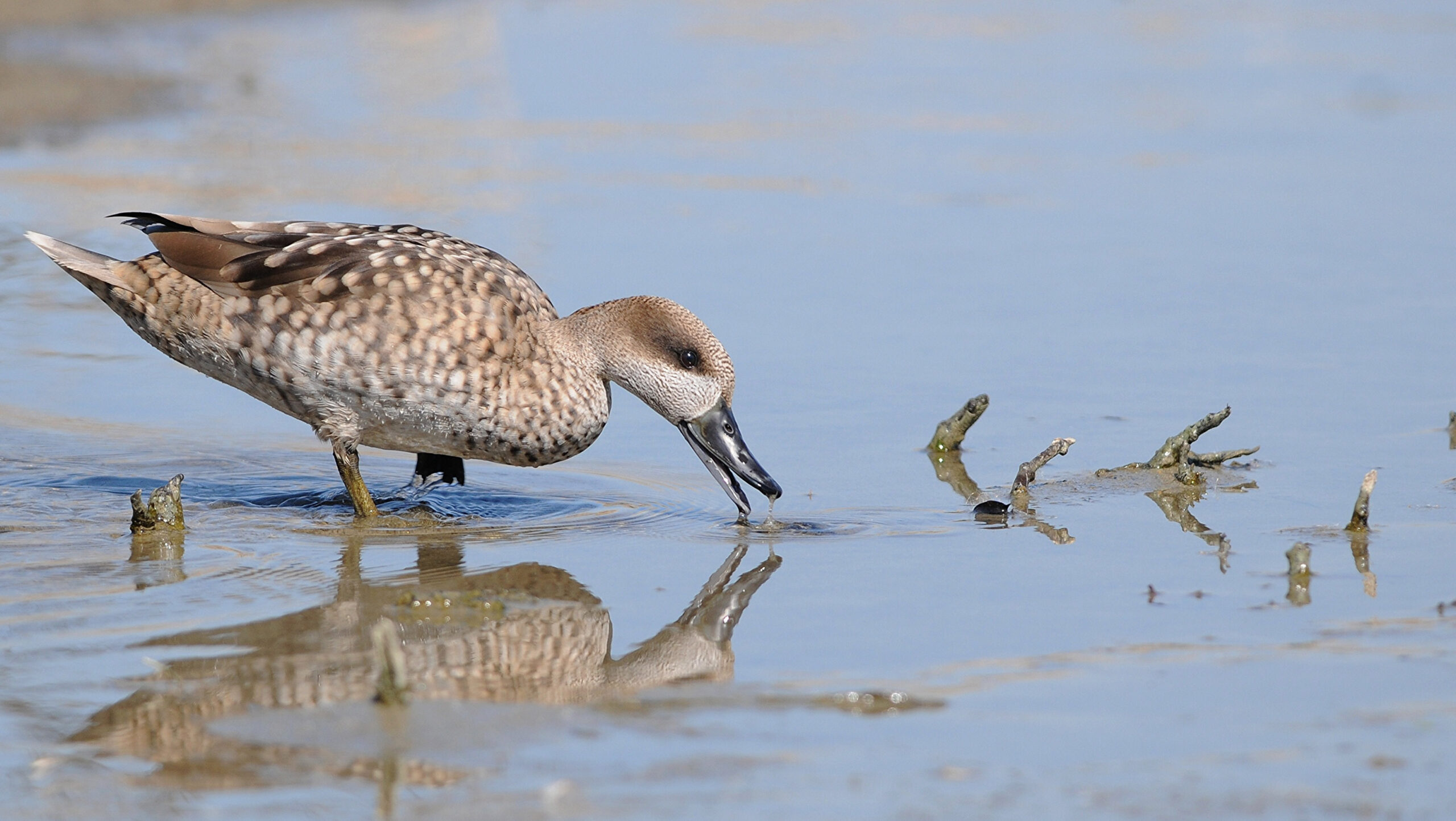 AdobeStock_51500468 cerceta pardilla