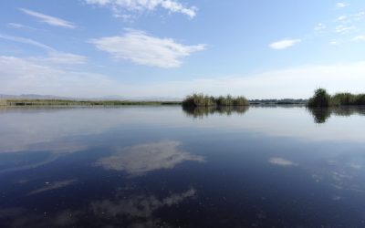 Adquirimos 55 hectáreas de humedales en El Hondo para mejorar el hábitat de la cerceta pardilla