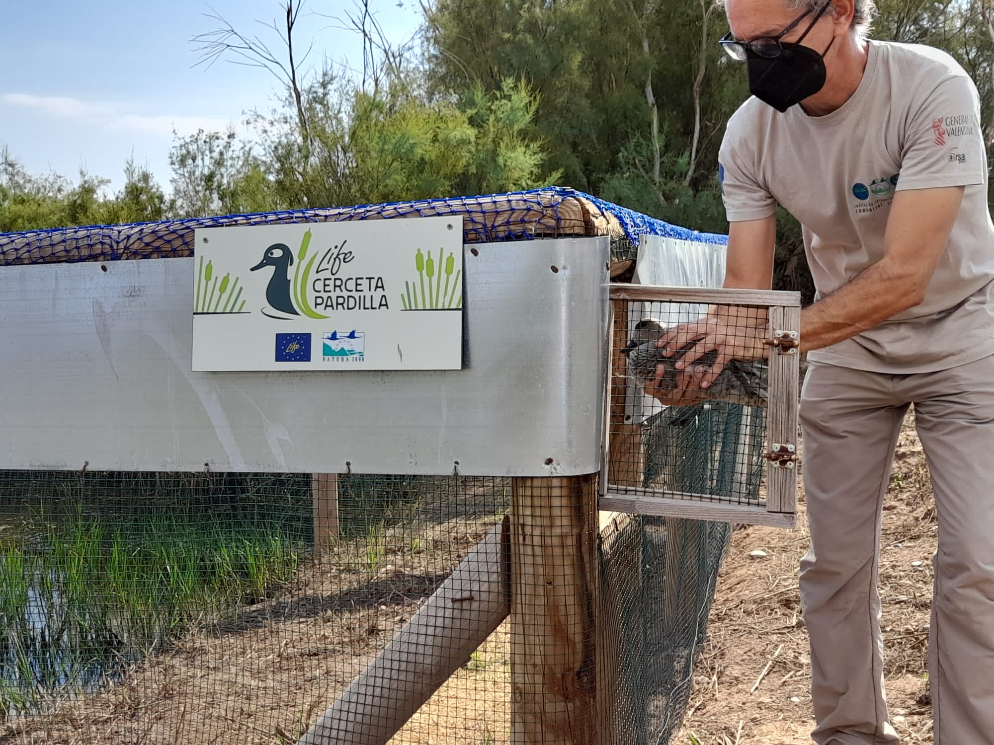 Marcaje y suelta de cercetas pardillas en Marjal del Moro