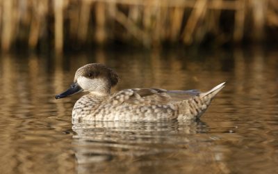 La población de cerceta pardilla supera las 700 crías en 2021, el mejor registro en la última década