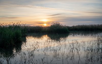 Celebramos el Día Mundial de los Humedales, hábitat esencial para la cerceta pardilla