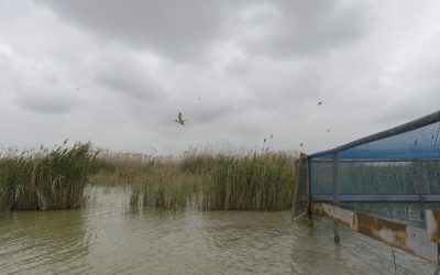 Presentamos los avances del proyecto en un seminario informativo en el Parque Natural de El Hondo (Elche)