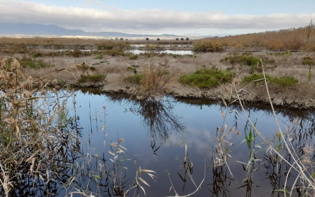 First release of marbled teals on a farm acquired within the framework of the project, thanks to habitat improvement work