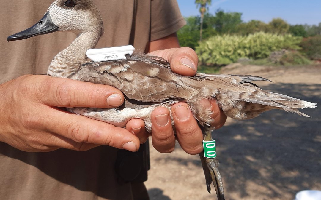 Tres cercetas pardillas cruzan de España al norte de África en primavera, una época poco habitual para este desplazamiento