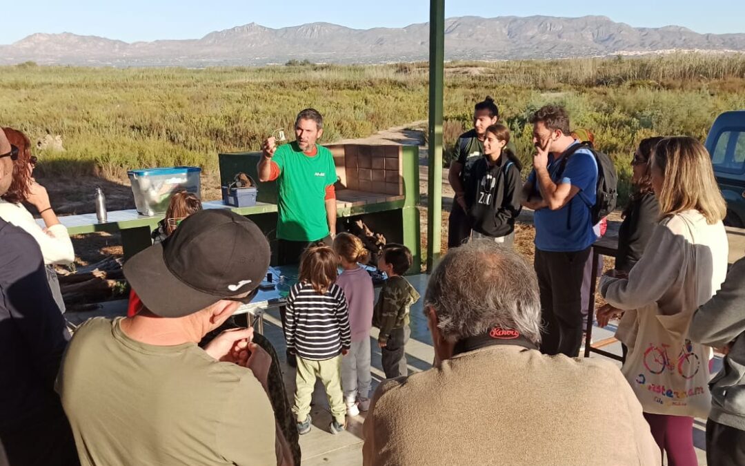 Celebramos el Día de las Aves con la cerceta pardilla en el Parque Natural El Hondo