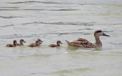 La población de cerceta pardilla alcanza en 2022 las 115 parejas con 740 pollos, según datos del grupo de trabajo de la especie