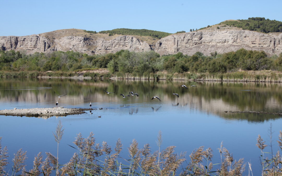 Un nuevo acuerdo de custodia para fomentar la presencia de la cerceta pardilla en las Lagunas de El Porcal (Madrid)