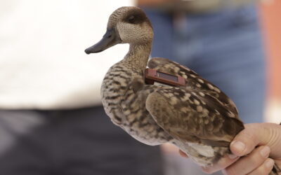 Liberados 20 ejemplares de cerceta pardilla en las lagunas de Las Moreras (Mazarrón)