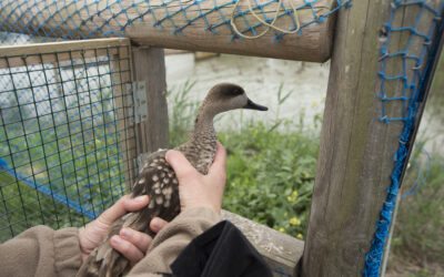 Estudiamos las características genéticas de la cerceta pardilla para mejorar el conocimiento de la especie y el programa de refuerzo de la población
