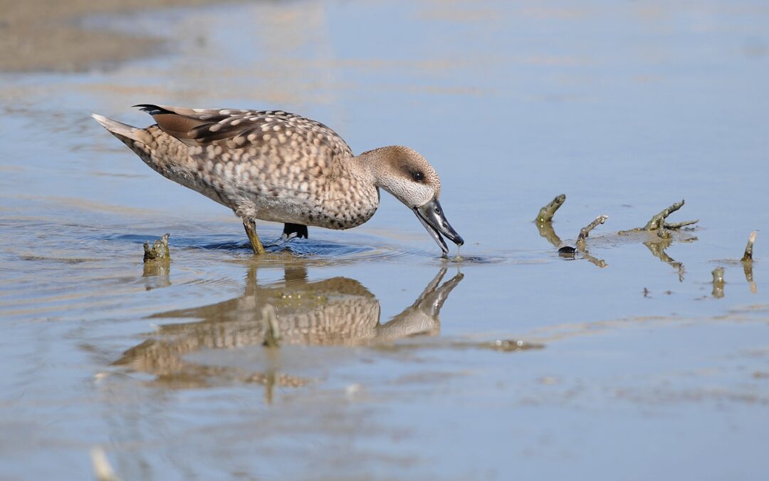 Impulsamos un programa de custodia del territorio para mejorar el hábitat de la cerceta pardilla y contribuir a la recuperación de los humedales