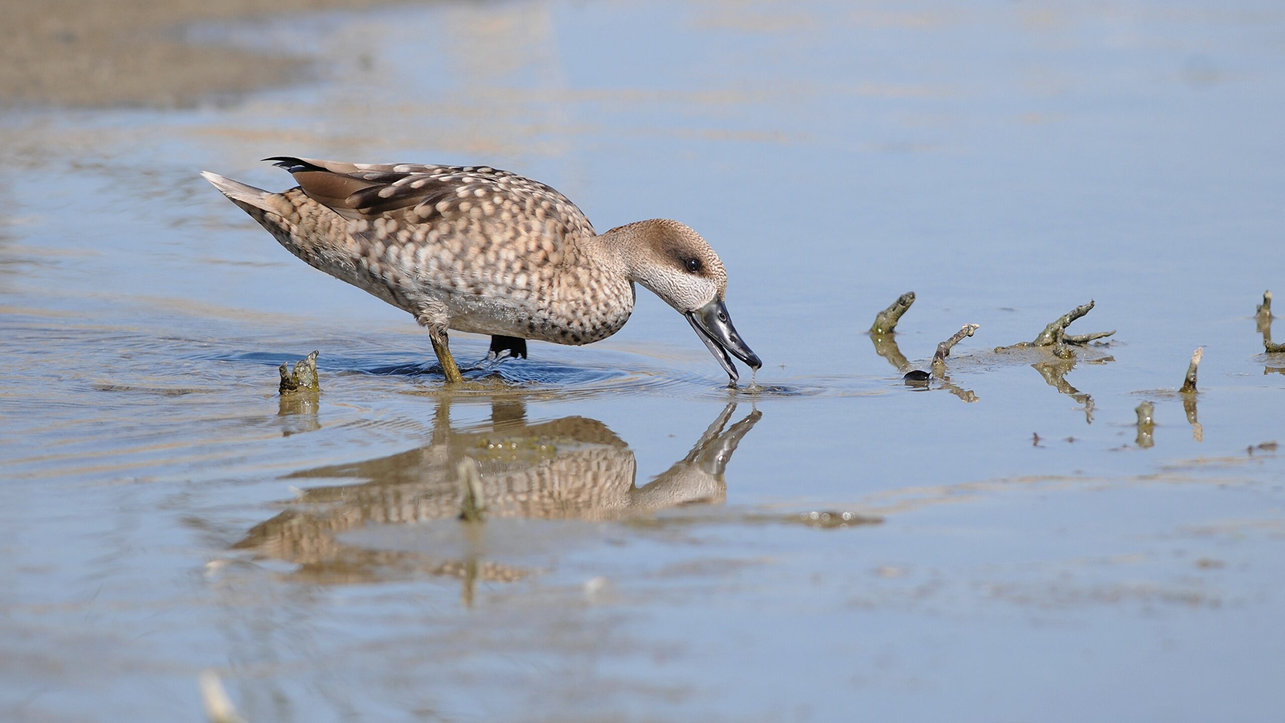 Anatra marmorizzata Cerceta pardilla en un humedal
