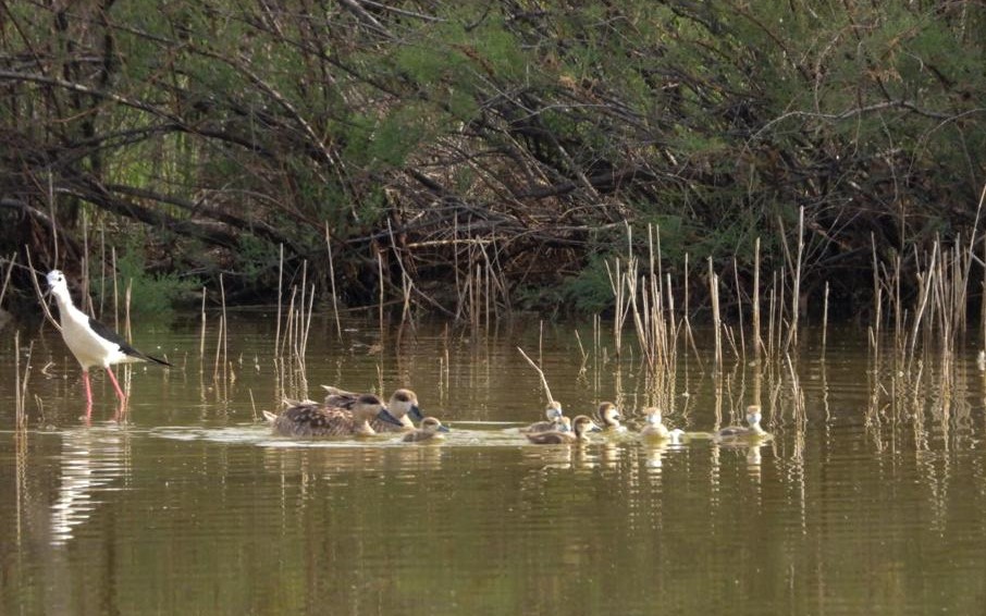 Dos hembras de cerceta pardilla acompañadas de 7 pollos en El Espigar.