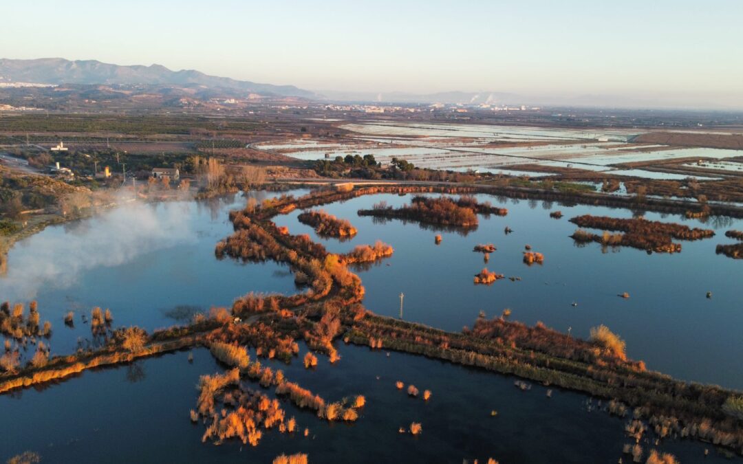 Nuevo acuerdo de colaboración para mejorar el hábitat de la cerceta pardilla en el Marjal de Almenara, el humedal más grande de Castellón