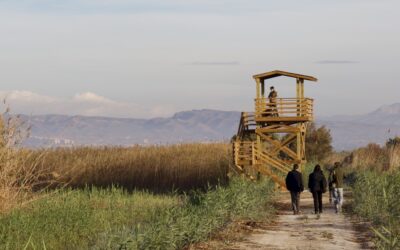 Una nueva torre de observación y una balsa naturalizada para mejorar el seguimiento y el hábitat de la cerceta pardilla en El Hondo
