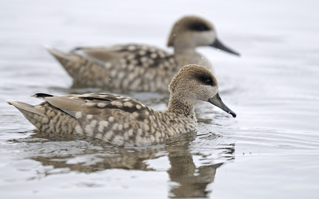 La sequía afecta a la cerceta pardilla reduciendo su reproducción en 2023