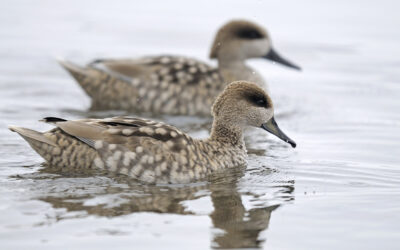 La sequía afecta a la cerceta pardilla reduciendo su reproducción en 2023