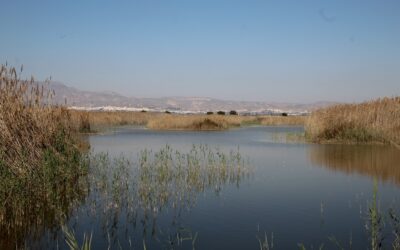 Celebramos el Día Mundial de los Humedales con avances importantes del proyecto LIFE Cerceta Pardilla