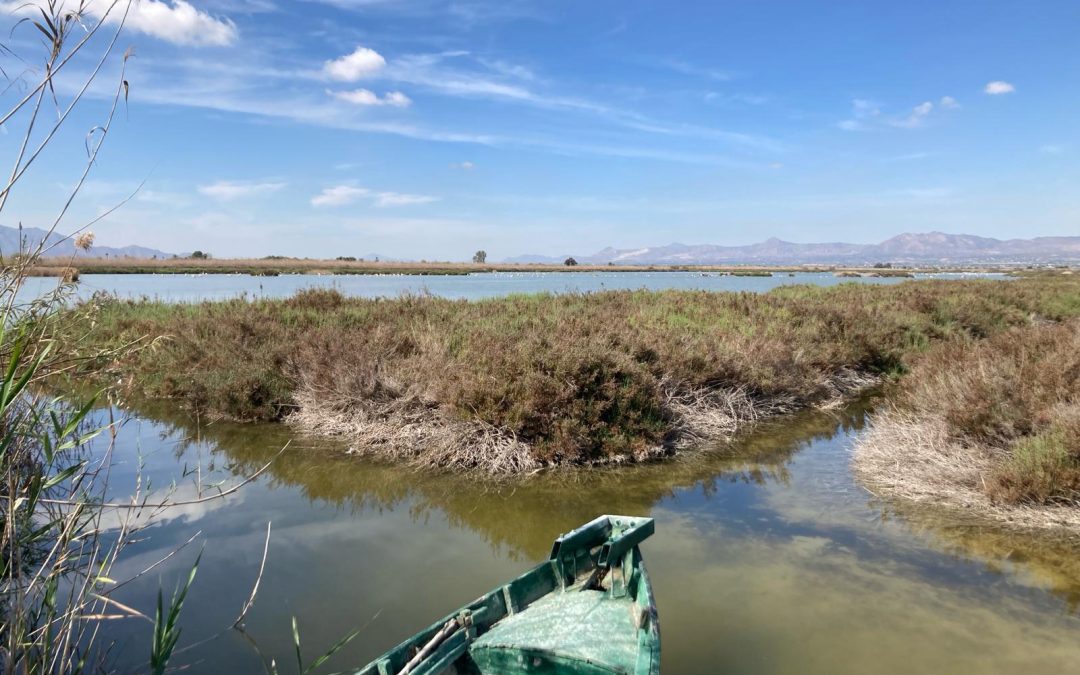 El MITECO adquiere una finca clave para la recuperación de la cerceta pardilla en el Parque Natural de El Hondo