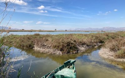 El MITECO adquiere una finca clave para la recuperación de la cerceta pardilla en el Parque Natural de El Hondo