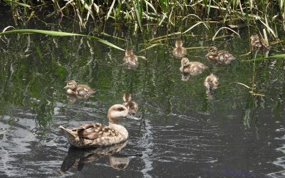 Liberadas esta primavera 625 cercetas pardillas en 19 humedales críticos para su supervivencia