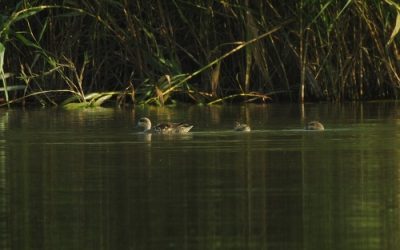 Se registran tres hitos históricos en la reproducción de la especie durante esta temporada de cría