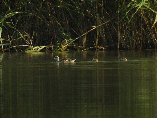 Tancat de la Pipa @SEOBirdLife baja