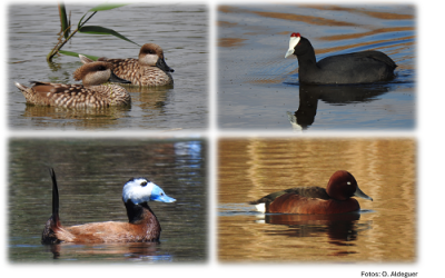 Aprobada la nueva Estrategia nacional para la conservación de la cerceta pardilla y otras aves acuáticas