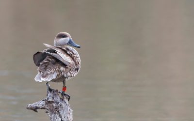 El LIFE Cerceta Pardilla afronta su recta final