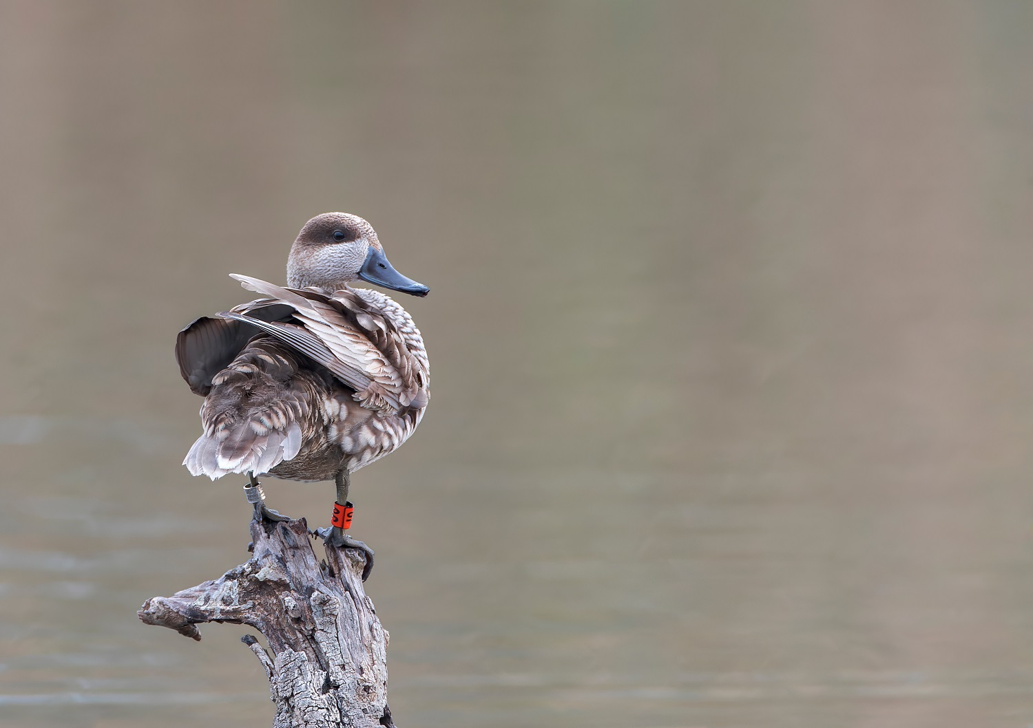 Marbled Teal, Marmaronetta angustirostris