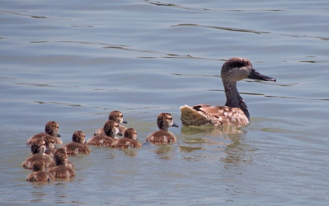 Récord de reproducción de la cerceta pardilla en España con 130 parejas reproductoras