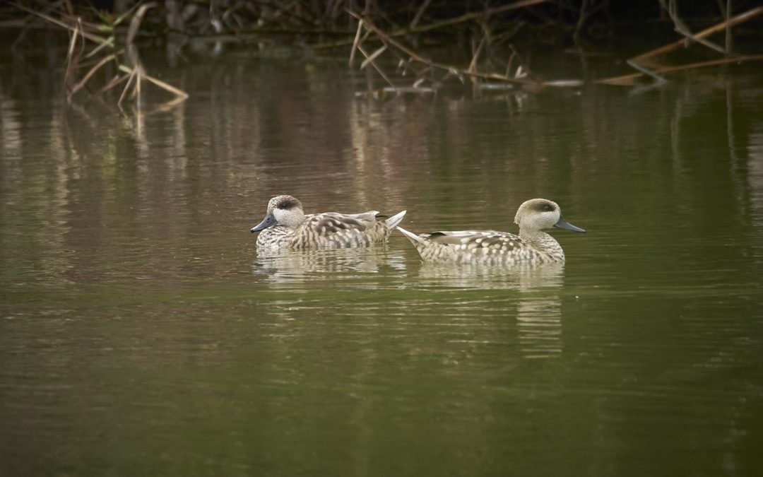 La Junta de Andalucía constituye una Mesa Técnica para frenar la caza furtiva de aves acuáticas en el Bajo Guadalquivir