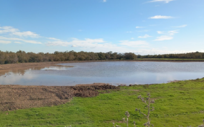 Finalizan las obras de restauración en la Finca Carnicera, en Sevilla, para mejorar el hábitat de la cerceta pardilla