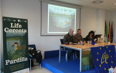 Andalucía celebra una jornada técnica de balance del proyecto LIFE Cerceta Pardilla en la región