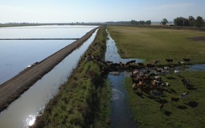 Testada una tecnología de vallados virtuales para ganado en la gestión del hábitat de humedales