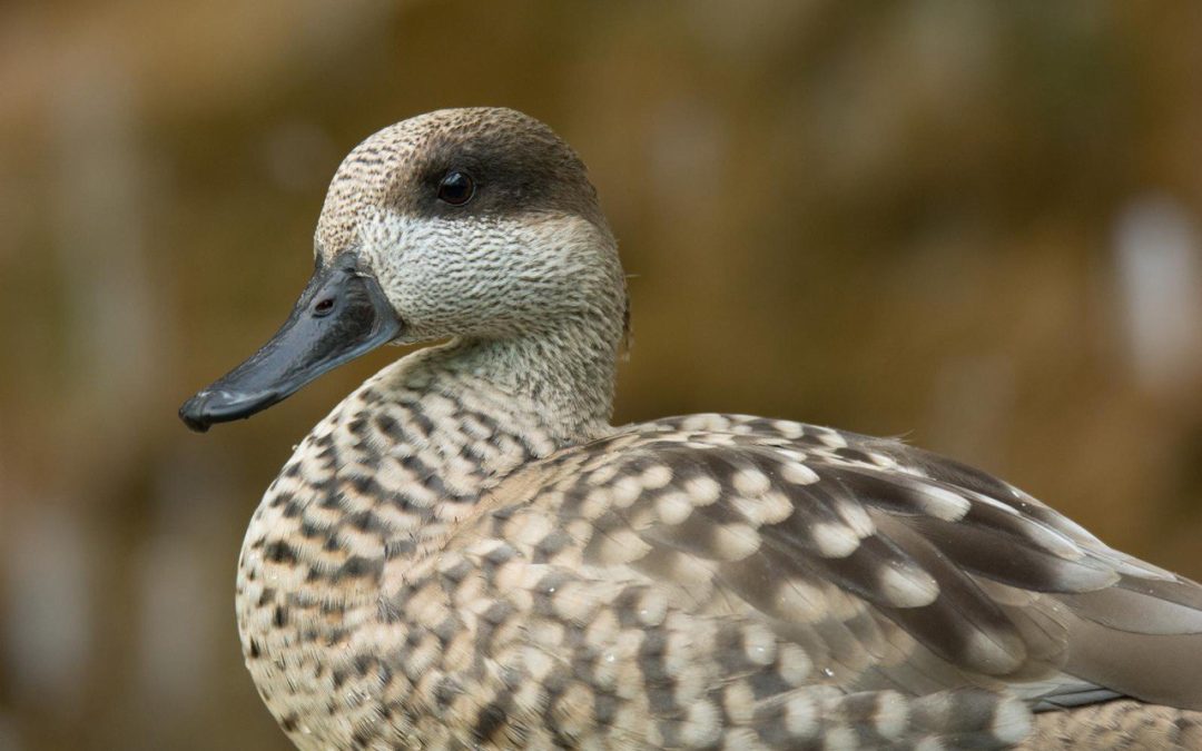 The marbled teal population continues its positive trend with 172 pairs and 1,427 chicks