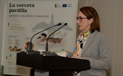 The restoration of more than 3,600 hectares of wetlands has contributed to the recovery and improvement of the marbled teal in Spain